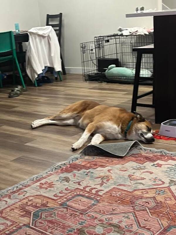 Picture of the Animal Listed